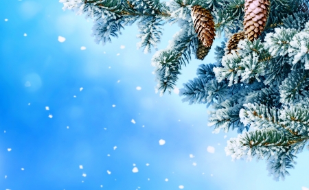 Winter background - pretty, branches, winter, snowflakes, beautiful, snow, frozen, cone, frost, snowfall