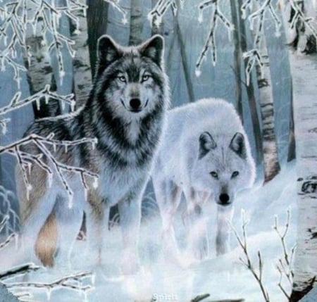 Wolves in the Snow