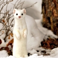 Cute Snow Ferret