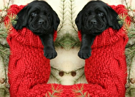 Merry Christmas! - craciun, puppy, black, christmas, red, dog, animal, green, sweet, cute, colllage