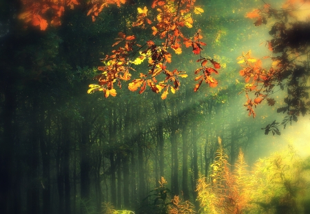 Beautiful Autumn Forest - sun lights, autumn, forest, trees