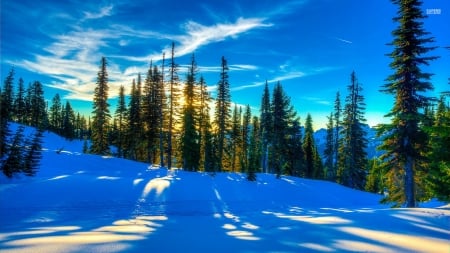 Sunlight Reflection in the Snow - nature, trees, reflection, clouds, snow, light, sun, winter