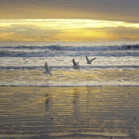 Seagull Above the Waves