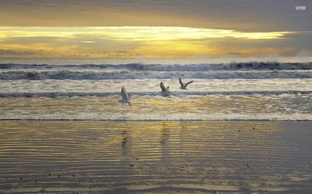 Seagull Above the Waves