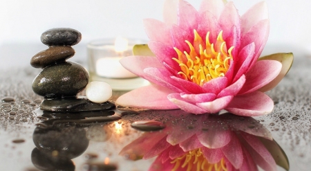 Still life - Lily, Stones, Reflection, Flower