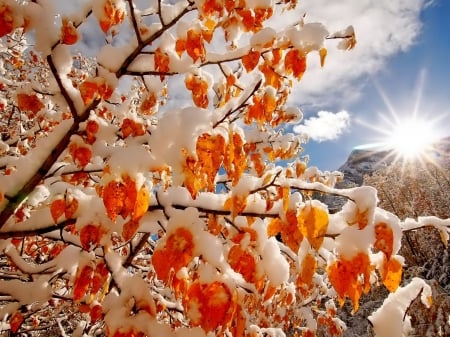 Scenic Beauty - nature, snowflake, trees, mountain, clouds, winter, sunset