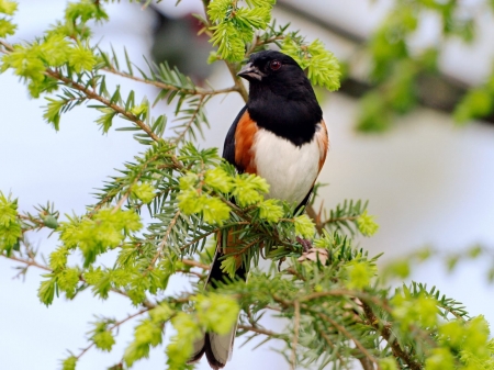 Beautiful Bird on Branches - bird, flowers, trees, nature, branch