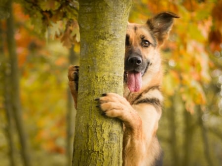 Who Is There......!!! - dog, trees, animal, forest