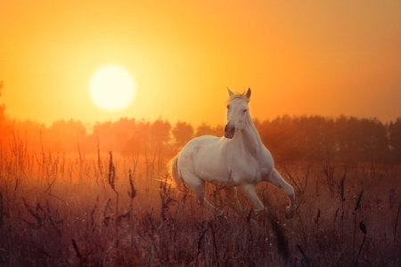 áƒ¦â¤áƒ¦ - horse, nature, sunset, beauty