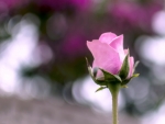 Pink Rose Closeup