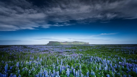 beautiful wild purple flower fields forever - purple, clouds, flowers, fields, mountain