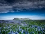 beautiful wild purple flower fields forever