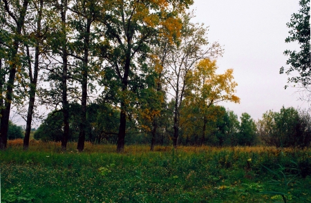 Photo of the forest - forest, photo, nature, film