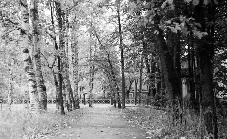 The way - nature, black, town, photo