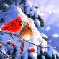 Winter's Gift - Cardinals