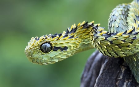 dragon snake - viper, bush viper, snake, log, dragon, reptile