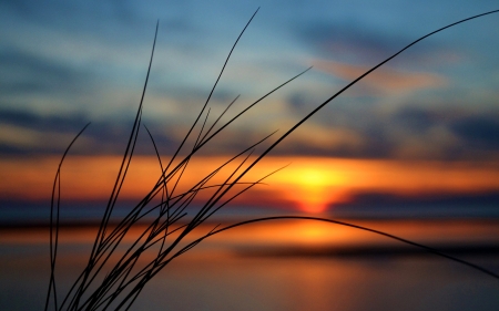 Grass at Sunset - sky, nature, sunset, clouds