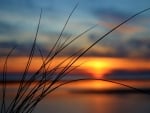 Grass at Sunset