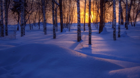 Sundown - nature, trees, forest, snow, winter, sunset