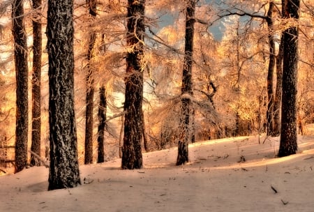 Winter Forest - winter, forest, trees, snow