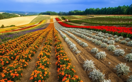 Spring Field - flowers, field, sky, colors