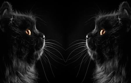 Face to face - black, animal, halloween, beauty, cat