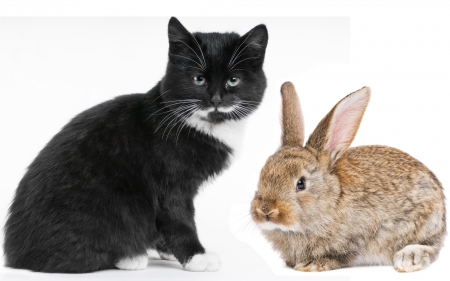 Friends - black, rabbit, white, animal, brown, cute, bunny, cat