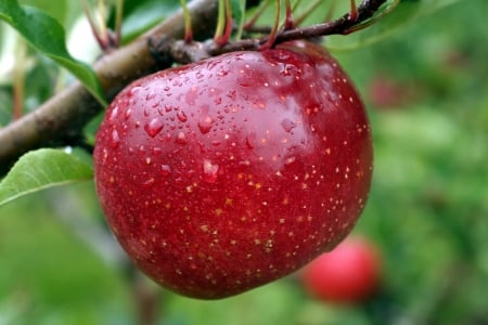 Red Apple - red, rain, fruits, green, food, apple, fruit, drops