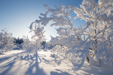 Winter Branches - Trees, Snow, Canada, snowy, Branches, Winter