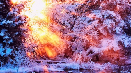 Winter Forest - nature, trees, forest, snow, winter, snowflakes, sunset