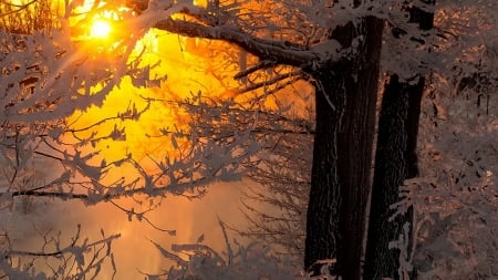 Foggy Sunset - forest, fog, trees, sunset, nature, snow