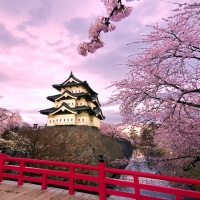 Cherry blossom Japan