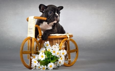 Puppy - white, toy, flower, animal, cute, black, puppy, dog