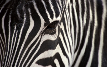 Zebra - black, zebra, white, animal, eye, texture, stripes