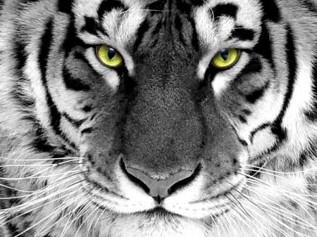 Tiger - black, white, animal, eyes, tiger