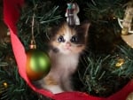 Kitten in a Christmas tree