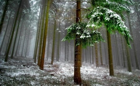 Early winter in forest - trees, winter, beautiful, snow, frost, early, forest, woods