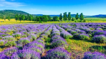 Lavender Field - field, mountains, trees, nature