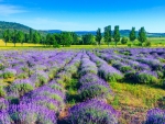 Lavender Field