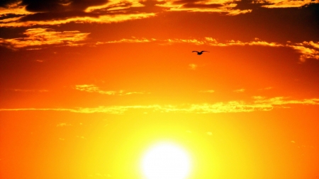 Beautiful Sunset - sky, sunset, bird, clouds