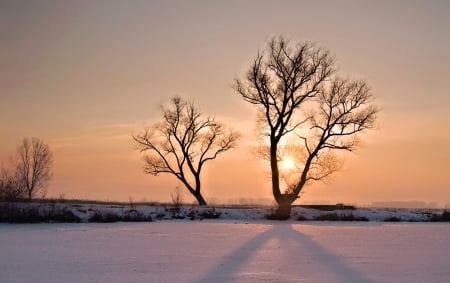 Sunset at winter - winter, tree, sunset, sun