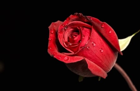 Love - beautiful, red, love, rose