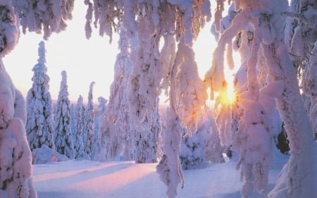 Winter Sunset - trees, winter, sunset, nature, snowflake, snow