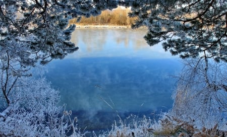 Frozen Lake - winter, lake, shrubs, trees