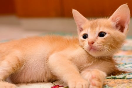 Orange wish. - orange, little, looking, kitten