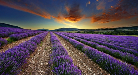 Lavender Field - flowers, lavender, field, clouds