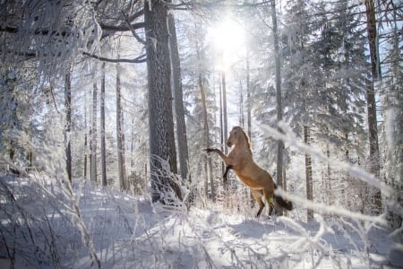 ღ❤ღ - beauty, winter, nature, horse