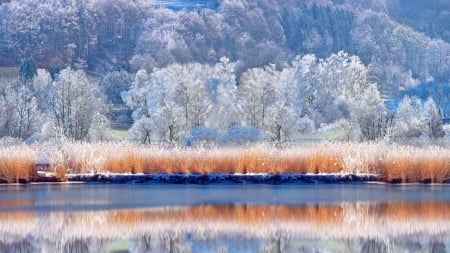 Lake Reflection - trees, winter, nature, landscape, snow, lake, forest, reflection