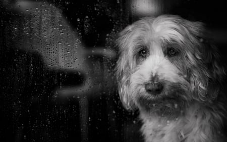 Waiting - glass, animal, rain, black, window, bw, white, sad, dog