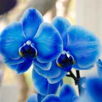 Blue Orchids